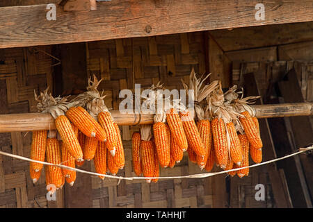 Corn cobs hung out, drying naturally drying in the sun, Myanmar. Stock Photo