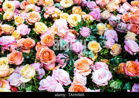 Roses at the Chelsea Flower Show 2019 Stock Photo