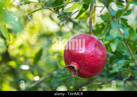 Ripe pomegranate fruit on a tree branch Stock Photo