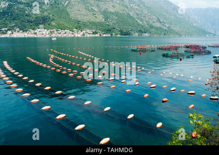 Mussel farm and aquaculture in Kotor Bay Montenegro Stock Photo