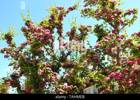 Beautiful Lagerstroemia or crape myrtle tree in full blossom with purple flowers in spring Stock Photo