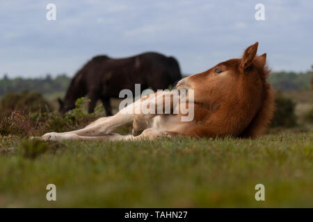 New Forest foal laying down Stock Photo