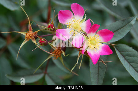 Rosa glauca rubrifolia Stock Photo