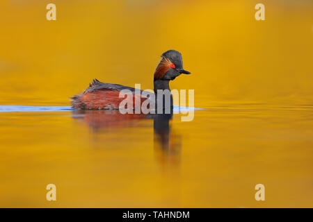 A stunning breeding plumage Black-necked Grebe or Eared Grebe (Podiceps nigricollis) on a lake in the English Midlands Stock Photo