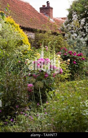 Rosa Gerturde Jekyll stars in a NGS Garden in Little Humby Stock Photo