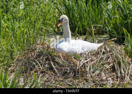 Mute swan nest - cygnus olor - nesting in reeds - UK Stock Photo