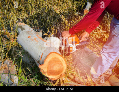 Man hands cutting trunk saws tree with chainsaw woodcutter for sawmill Stock Photo