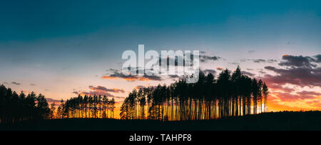 Sunset Sunrise In Pine Forest. Sunny Coniferous Forest. Fir-Trees Woods In Landscape Under Bright Colorful Dramatic Sky And Dark Ground With Trees Sil Stock Photo