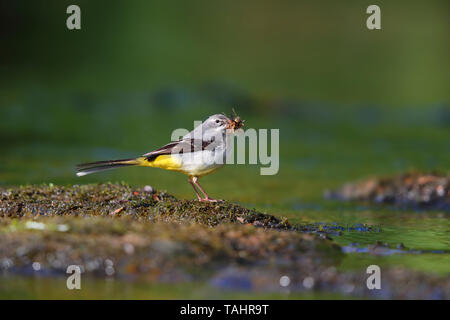 A female Grey Wagtail (Motacilla cinerea) collecting food to feed chicks at a nearby nest on the River Barle in Dulverton, Exmoor, Somerset, England Stock Photo