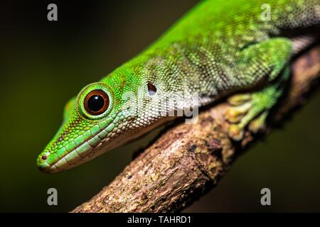 Koch's giant day gecko (Phelsuma kochi), male on branch, animal portrait, Ankarafantsika National Park, Boeny, Madagascar Stock Photo