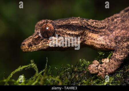 Night active leaf-tailed gecko (Uroplatus alluaudi), male, on mossy branch, animal portrait, Botanical Garden Montagne d' Ambre, North Madagascar Stock Photo