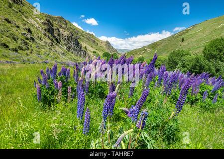 Blue Large-leaved lupins (Lupinus polyphyllus) in Mountain Landscape, Lindis Pass, Southern Alps, Otago, South Island, New Zealand Stock Photo
