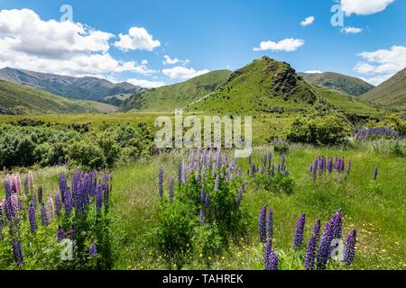 Large-leaved lupins (Lupinus polyphyllus) in Mountain Landscape, Lindis Pass, Southern Alps, Otago, South Island, New Zealand Stock Photo