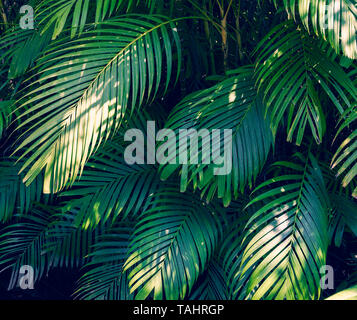 Leaves abstract palm tropical leaves colorful flower on dark tropical foliage nature background dark blue foliage nature Stock Photo