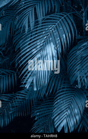 Leaves abstract palm tropical leaves colorful flower on dark tropical foliage nature background dark blue foliage nature Stock Photo