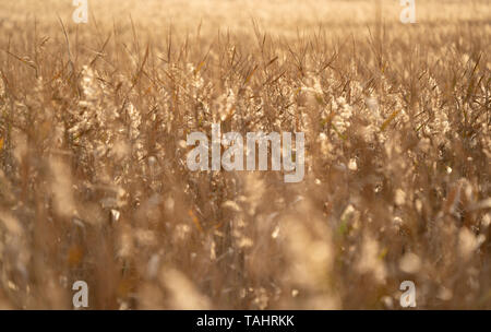 dry grass field at sunset or sunrise Stock Photo
