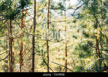 Young Spring Green Pine Needles Growing In Branch Of Forest Tree In Sunny Spring Day. Stock Photo