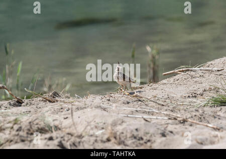 Crested Lark (Galerida cristata) on a sandy beach