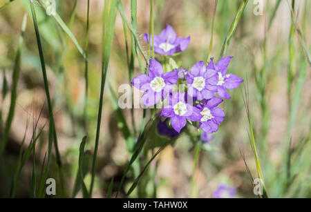 Echter Frauenspiegel, Legousia speculum-veneris, Venusspiegel, Venus´  Looking Glass Stock Photo - Alamy