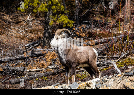 A young male Stone's Sheep ram standing on rocks near the side of the Cassiar Highway through the Yukon Territory of Canada. Stock Photo