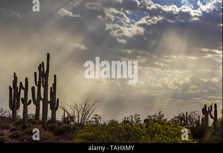Brillant Sun Rays Beaming Down On the Arizona Desert & Saguaro Cactus Near Phoenix Stock Photo