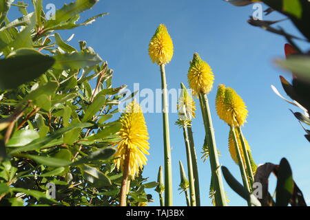 Yellow pokers (Kniphofia) flowering in autumn Stock Photo