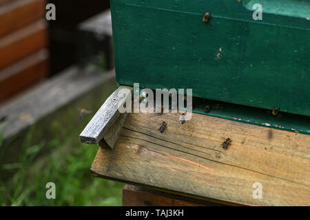 Bees fly out and fly into the hive fly. Stock Photo