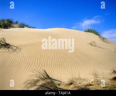 Giant Te Paki Sand Dunes, Te Paki, Cape Reinga, Northland Region, North Island, New Zealand Stock Photo