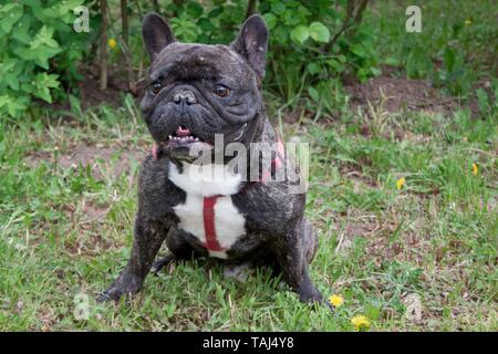 Cute brindle french bulldog is sitting on a green grass. Pet animals. Stock Photo