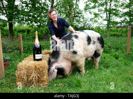 Hay Festival, Hay on Wye, Wales, UK. 26th May 2019.  Author Nina Stibbe winner of the 2019 Bollinger Everyman Wodehouse Prize for Comic Fiction meets Patch the four year old Gloucester Old Spot pig at the Hay Festival on Day 4 of this years Festival. Credit: Steven May/Alamy Live News Stock Photo