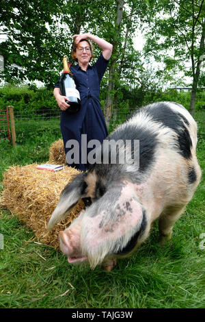 Hay Festival, Hay on Wye, Wales, UK. 26th May 2019.  Author Nina Stibbe winner of the 2019 Bollinger Everyman Wodehouse Prize for Comic Fiction for her book Reasons to be Cheerful meets Patch the four year old Gloucester Old Spot pig at the Hay Festival on Day 4 of this years Festival. Credit: Steven May/Alamy Live News Stock Photo