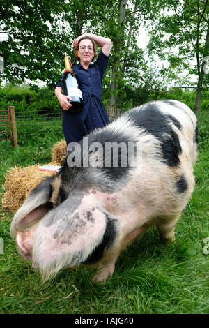 Hay Festival, Hay on Wye, Wales, UK. 26th May 2019.  Author Nina Stibbe winner of the 2019 Bollinger Everyman Wodehouse Prize for Comic Fiction for her book Reasons to be Cheerful meets Patch the four year old Gloucester Old Spot pig at the Hay Festival on Day 4 of this years Festival. Credit: Steven May/Alamy Live News Stock Photo