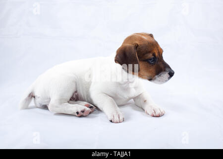Jack Russell puppy without collar on blank background Stock Photo