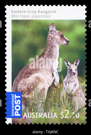 AUSTRALIA - CIRCA 2009: A used postage stamp from Australia, depicting an image of an Eastern Grey Kangaroo with its young, circa 2009 Stock Photo
