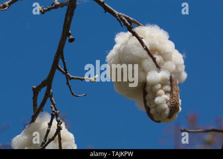 Opening fruits of a silk floss tree Stock Photo