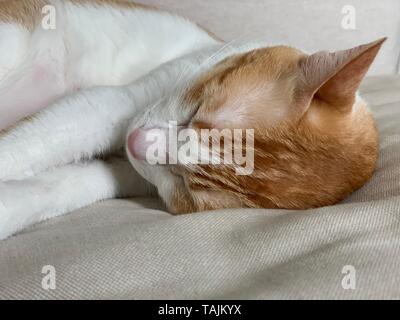 brown tabby cat sleepy Stock Photo