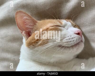 brown tabby cat sleepy Stock Photo