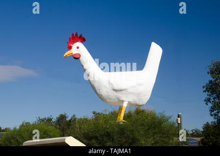 The Big Chook at Moonbi NSW Australia. Stock Photo