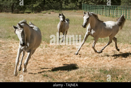 three grey arabian mares galloping and trotting at liberty in a pasture on a horse farm Stock Photo