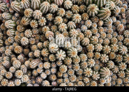 close-up of a catcus culture Stock Photo