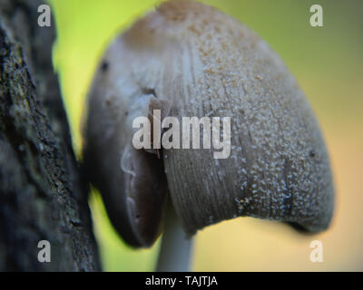 Close up of Coprinellus domesticus mushroom Stock Photo