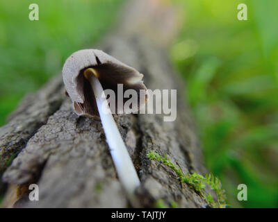 Close up of Coprinellus domesticus mushroom Stock Photo