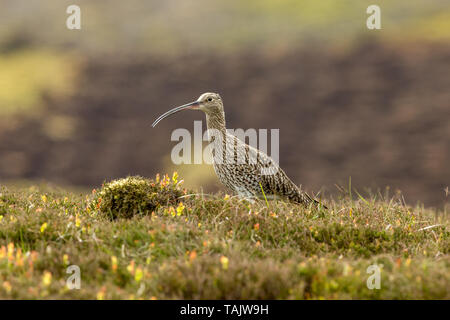 Curlew (Scientific name: Numenius arquata) Adult curlew in the Yorkshire Dales, UK during Springtime and the nesting season.  Facing left. Landscape Stock Photo