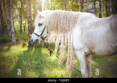 A beautiful white horse with a long curly mane grazes in a meadow near a birch grove, illuminated by sunlight passing through the crowns of trees Stock Photo