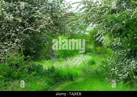 Lincolnshire countryside in May Stock Photo