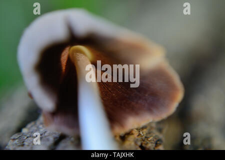 Close up of Coprinellus domesticus mushroom Stock Photo