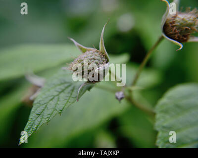 Unripe European raspberry, Rubus idaeus Stock Photo