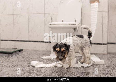 naughty dogs are making a mess in the apartment. Little destroyer Jack Russell Terrier Stock Photo