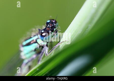 Close up of the head of a blue tailed male damsel fly (Ischnura elegans) on a plant leaf Stock Photo