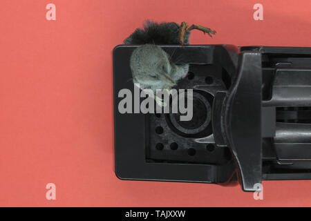 Common shrew mouse in the black plastic mouse trap on pink background with copy space Stock Photo